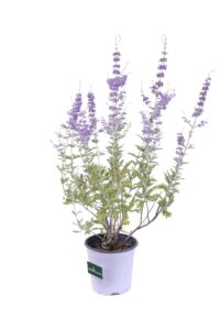 Perovskia Atriplicifolia v16 egarden.store online