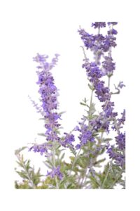 Perovskia Atriplicifolia v16 egarden.store online