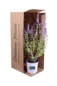 Perovskia Atriplicifolia v16 egarden.store online