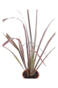 Phormium Tenax Atropurpureum v24 egarden.store online