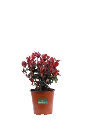 Photinia Nana Red Robin v16 egarden.store online