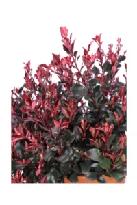 Photinia Nana Red Robin v40 egarden.store 2 Photinia Nana Red Robin v40 egarden.store online