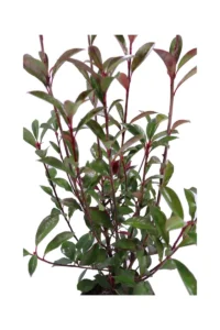Photinia Red Robin v16 egarden.store online
