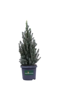 Picea Glauca Sander's Blue v18 egarden.store online