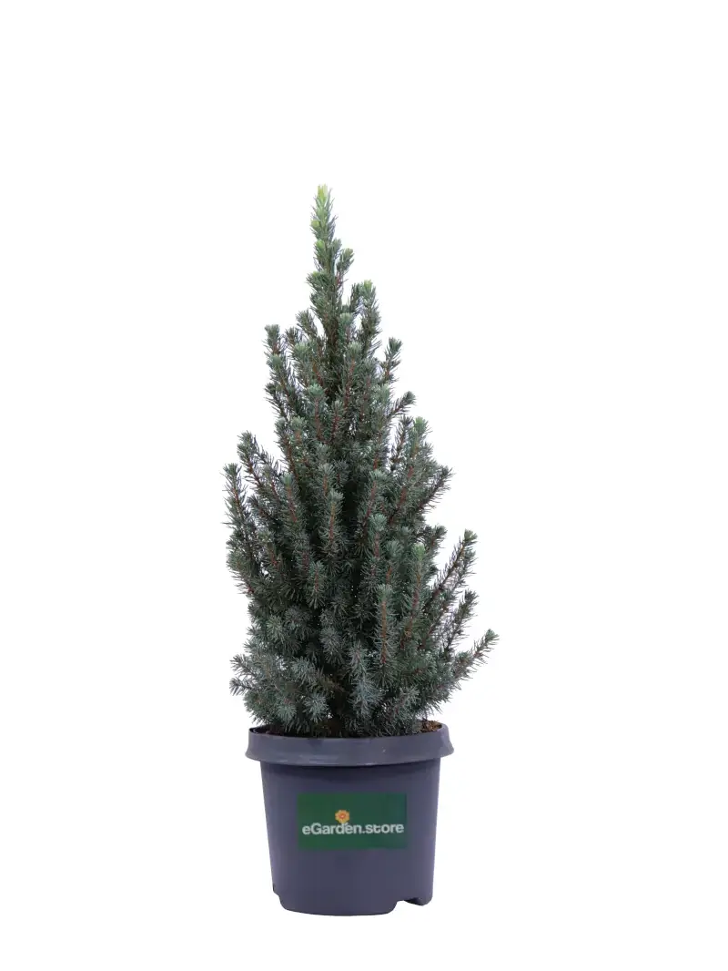 Picea Glauca Sander's Blue v18 egarden.store online