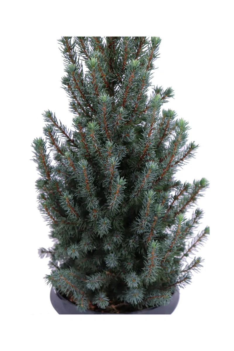 Picea Glauca Sander's Blue v18 egarden.store online