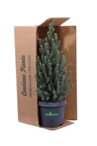 Picea Glauca Sander's Blue v18 egarden.store online