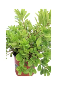 Pittosporum Tobira Nanum v16 egarden.store online