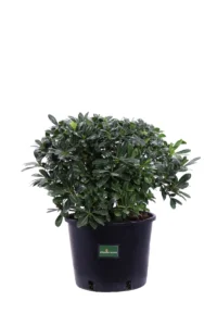 Pittosporum Tobira Nanum v24 egarden.store online