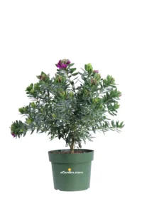 Polygala Myrtifolia v20 egarden.store online