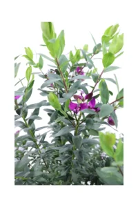 Polygala Myrtifolia v21 egarden.store online