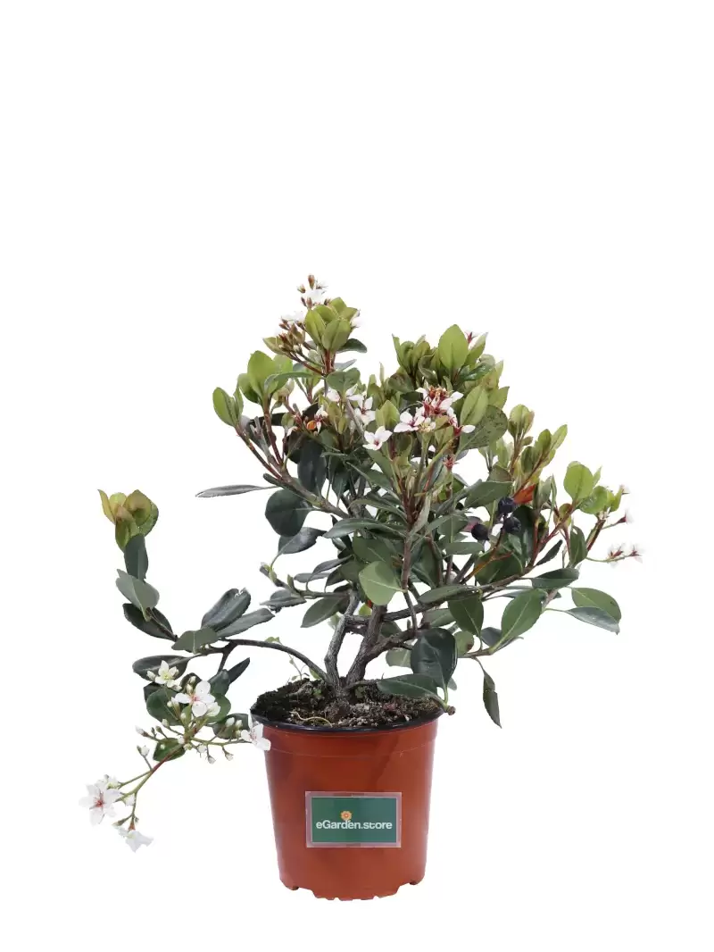 Rhaphiolepis Indica Bianco v17 egarden.store online