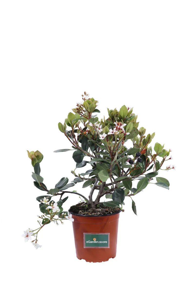 Rhaphiolepis Indica Bianco v17 egarden.store online