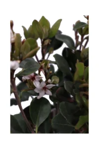 Rhaphiolepis Indica Bianco v17 egarden.store online