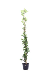 Rhyncospermum Jasminoides v18 egarden.store online