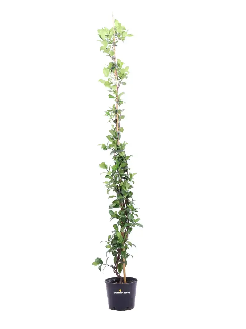 Rhyncospermum Jasminoides v18 egarden.store online