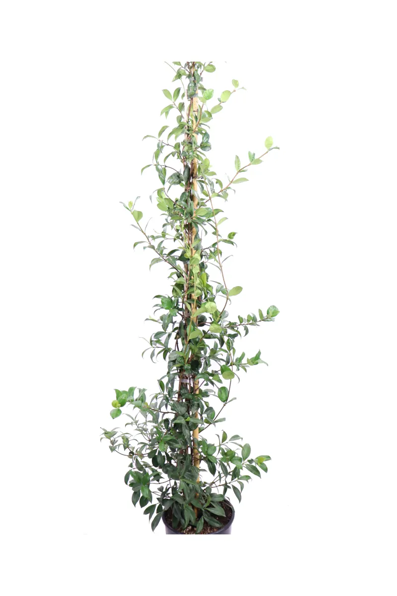 Falso Gelsomino - Rhyncospermum Jasminoides