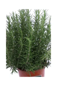 Rosmarino Officinale v17 egarden.store online