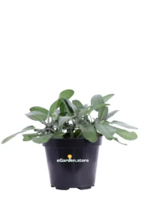 Salvione - Salvia Officinalis Latifolia v14 egarden.store online