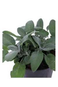 Salvione - Salvia Officinalis Latifolia v14 egarden.store online