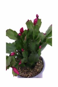 Schlumbergera Fucsia v9 egarden.store 4 Schlumbergera Fucsia v9 egarden.store online