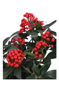 Skimmia Japonica Red Star v15 egarden.store online
