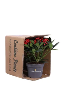 Skimmia Japonica Red Star v15 egarden.store online