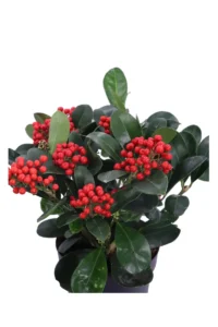 Skimmia Japonica Veitchii v19 egarden.store online