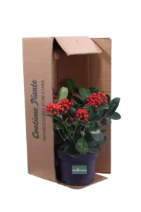Skimmia Japonica Veitchii v19 egarden.store online