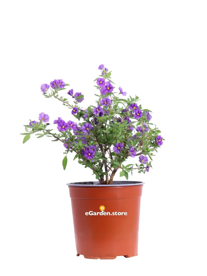 Solanum Rantonnetii Viola V.17 egarden.store online