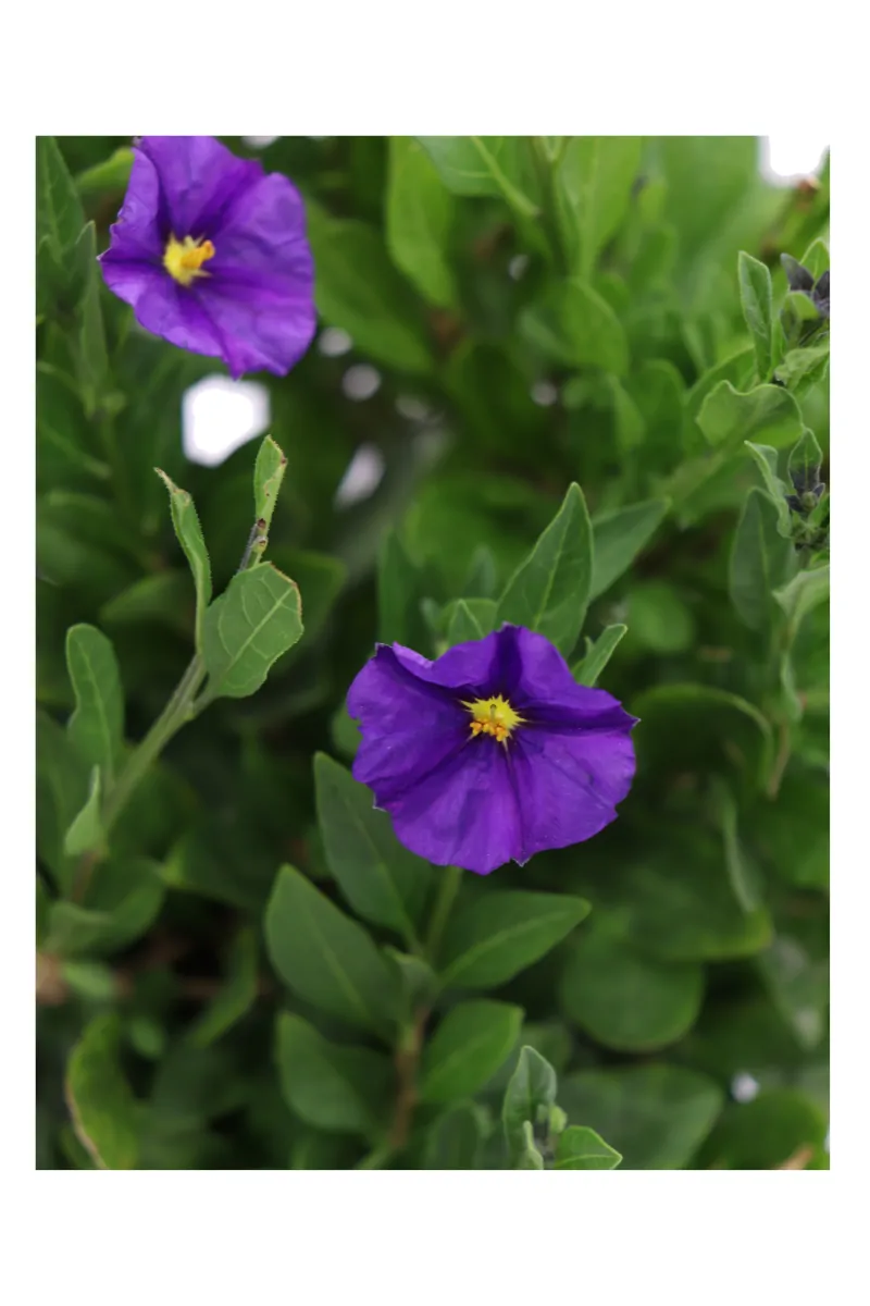 Solanum Rantonnetii Viola v17 egarden.store online