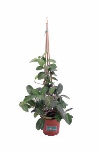 Stephanotis Floribunda v17 egarden.store online