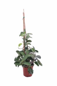 Stephanotis Floribunda v17 egarden.store online