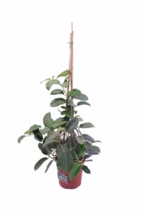 Stephanotis Floribunda v17 egarden.store online