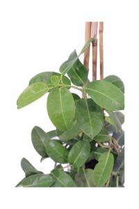 Stephanotis Floribunda v17 egarden.store online