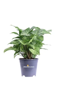 Syngonium Podophyllum v.14 egarden.store online
