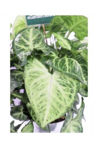 Syngonium Podophyllum v16 egarden.store online