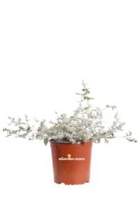 Teucrium Fruticans v17 egarden.store online