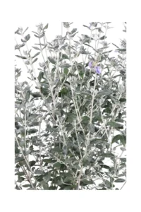 Teucrium Fruticans v24 egarden.store online