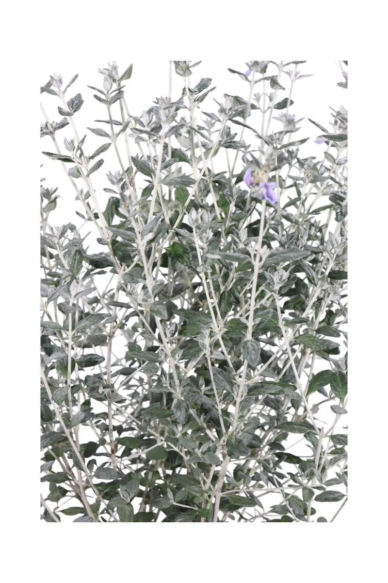 Teucrium Fruticans v24 egarden.store online