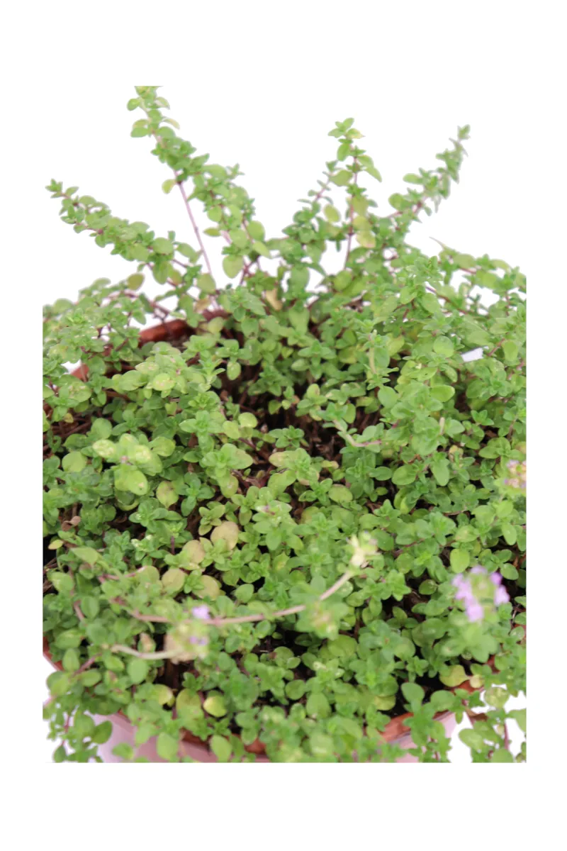 Timo Limone - Thymus Citriodorus v14 egarden.store online