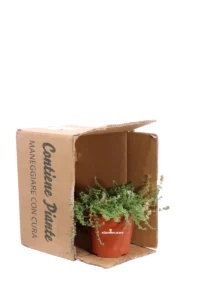 Timo Limone - Thymus Citriodorus