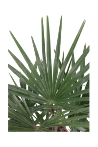 Trachycarpus Fortunei v24 egarden.store online