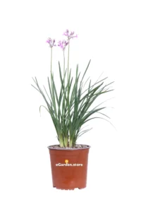 Tulbaghia Violacea v17 egarden.store online