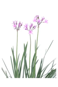 Tulbaghia Violacea v17 egarden.store online