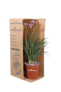 Tulbaghia Violacea v17 egarden.store online