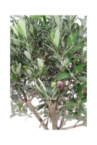 Ulivo Ornamentale Alberello v30 egarden.store online