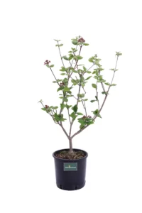 Viburno Carlesi v20 egarden.store online