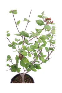 Viburno Carlesi v20 egarden.store online