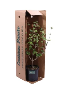 Viburno Carlesi - Viburnum Carlesii